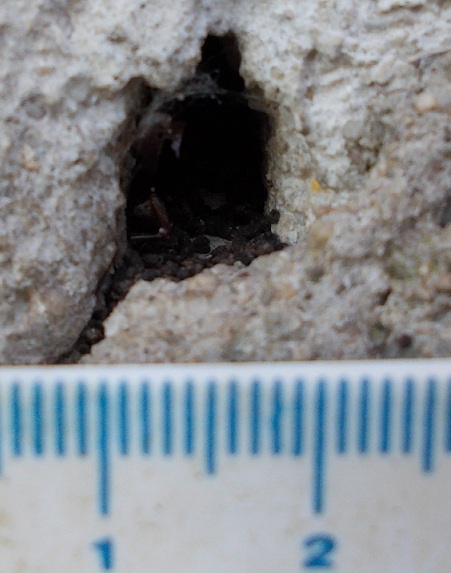 in un foro del muro trovato questi escrementi